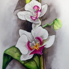 Ilustración Orquidea